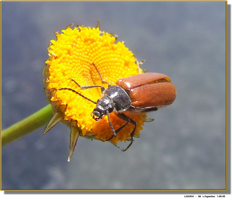 Omophlus lepturoides